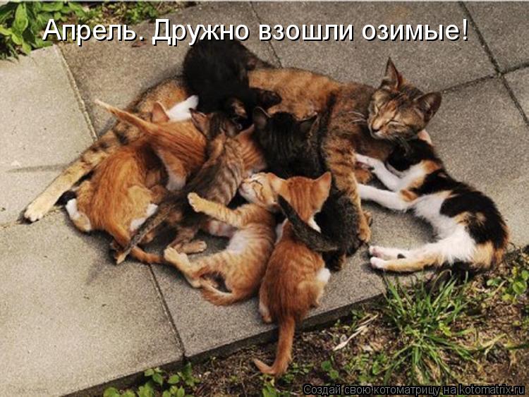 Апрель. Дружно взошли озимые!... Котоматрица: Апрель. Дружно взошли озимые!