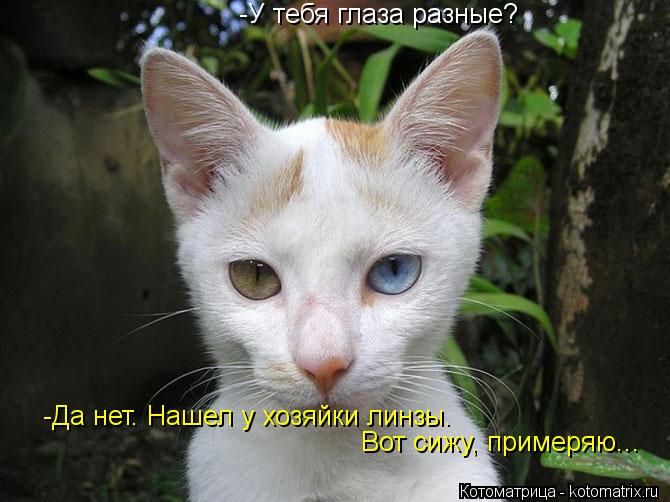 -У тебя глаза разные? -Да нет. Нашел у хозяйки линзы. Вот сижу, примеряю...... Котоматрица: -У тебя глаза разные? -Да нет. Нашел у хозяйки линзы. Вот сижу, примеряю...