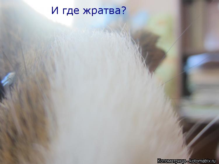 И где жратва?... Котоматрица: И где жратва?