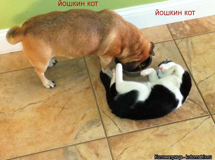 йошкин кот йошкин кот... Котоматрица: йошкин кот йошкин кот