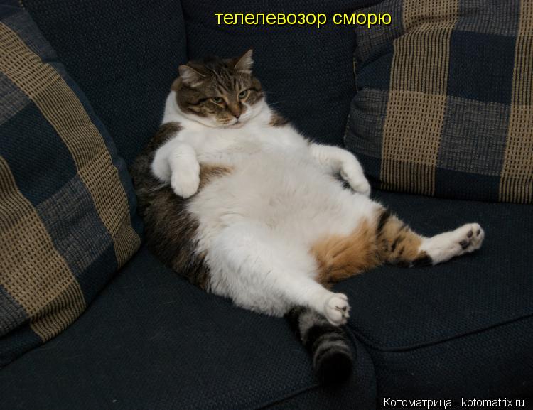 телелевозор сморю... Котоматрица: телелевозор сморю