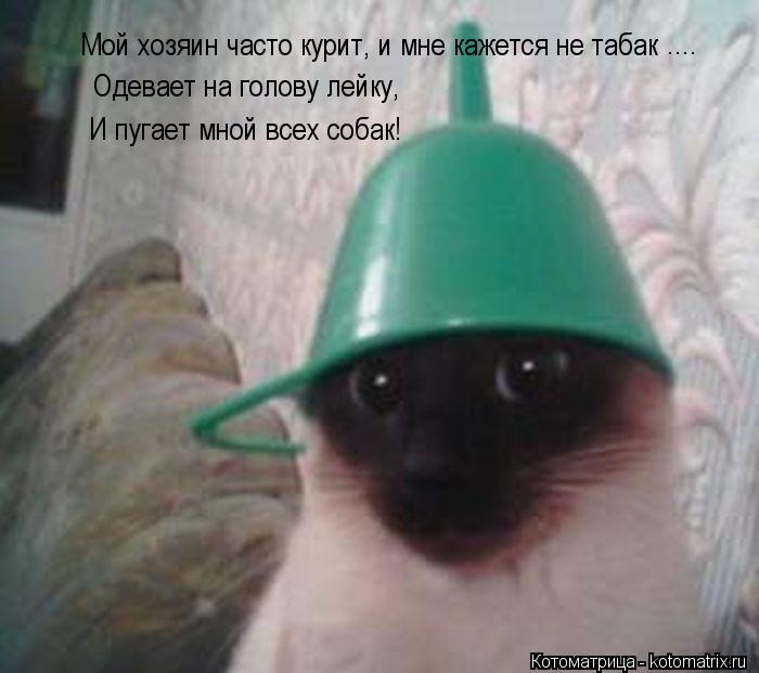Мой хозяин часто курит, и мне кажется не табак .... Одевает на голову лейку, И пугает мной всех собак... Котоматрица: Мой хозяин часто курит, и мне кажется не табак .... Одевает на голову лейку, И пугает мной всех собак!