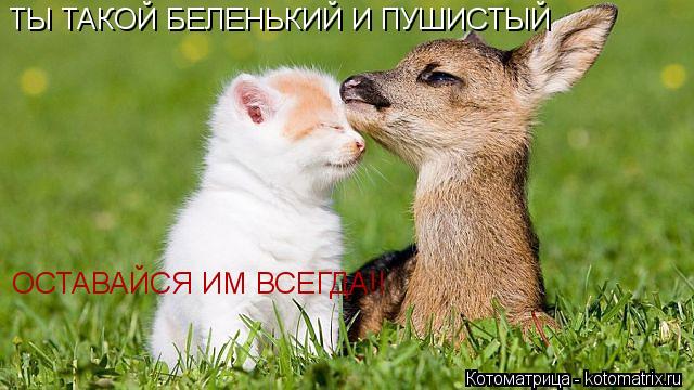 ТЫ ТАКОЙ БЕЛЕНЬКИЙ И ПУШИСТЫЙ ОСТАВАЙСЯ ИМ ВСЕГДА!!... Котоматрица: ТЫ ТАКОЙ БЕЛЕНЬКИЙ И ПУШИСТЫЙ ОСТАВАЙСЯ ИМ ВСЕГДА!!