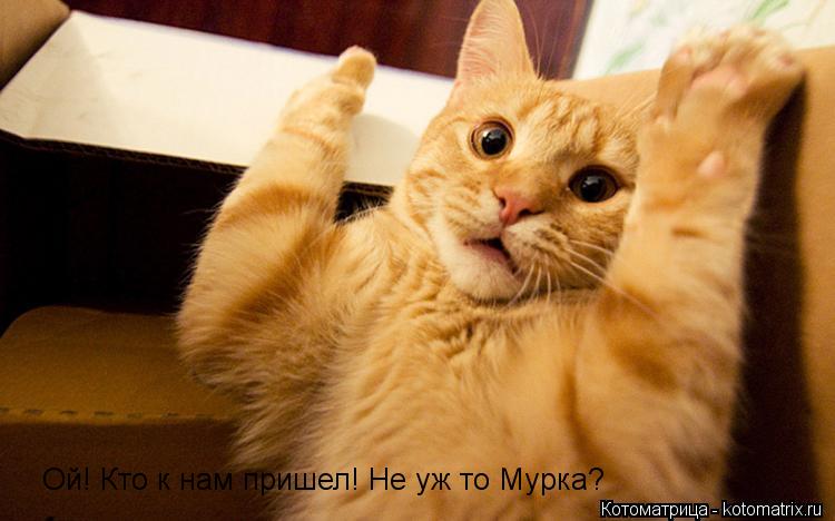 Ой! Кто к нам пришел! Не уж то Мурка?... Котоматрица: Ой! Кто к нам пришел! Не уж то Мурка?