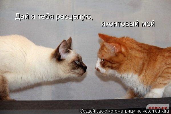 Дай я тебя расцелую, яхонтовый мой... Котоматрица: Дай я тебя расцелую, яхонтовый мой