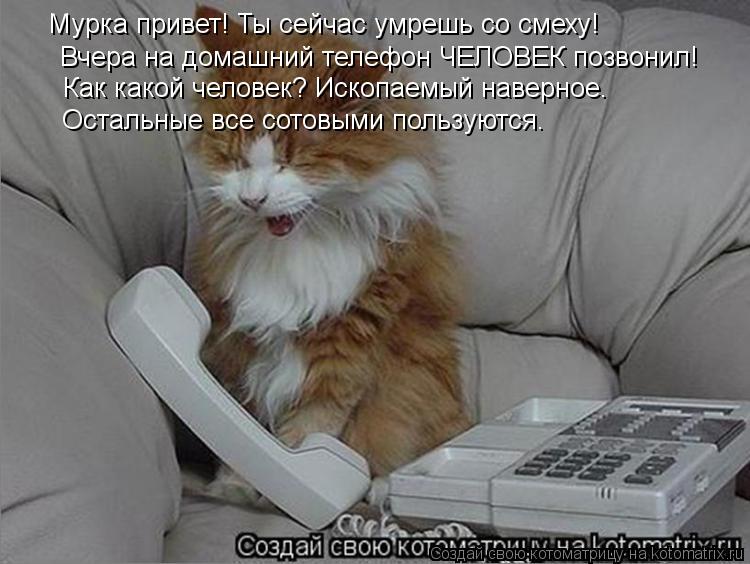 Мурка привет! Ты сейчас умрешь со смеху! Вчера на домашний телефон ЧЕЛОВЕК позвонил! Как какой челов... Котоматрица: Мурка привет! Ты сейчас умрешь со смеху! Вчера на домашний телефон ЧЕЛОВЕК позвонил! Как какой человек? Ископаемый наверное. Остальные все