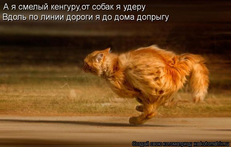 А я смелый кенгуру,от собак я удеру Вдоль по линии дороги я до дома допрыгу... Котоматрица: А я смелый кенгуру,от собак я удеру Вдоль по линии дороги я до дома допрыгу