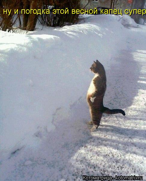 ну и погодка этой весной капец супер.... Котоматрица: ну и погодка этой весной капец супер.
