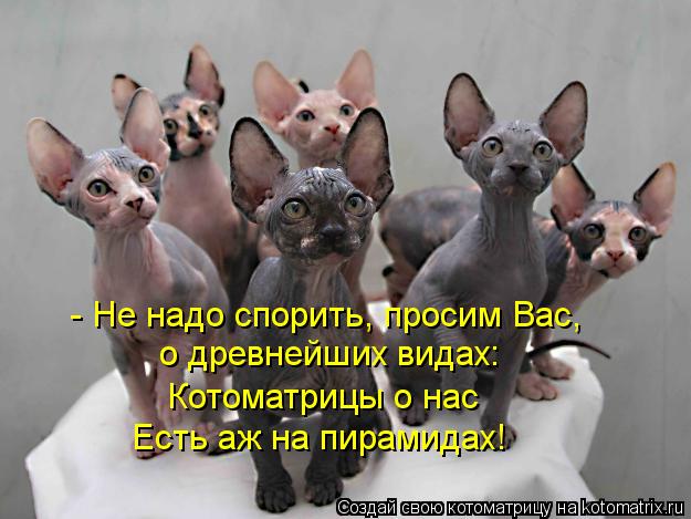 - Не надо спорить, просим Вас, о древнейших видах: Котоматрицы о нас Есть аж на пирамидах!... Котоматрица: - Не надо спорить, просим Вас, о древнейших видах: Котоматрицы о нас Есть аж на пирамидах!