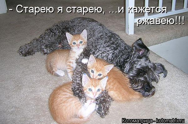 - Старею я старею, ...и кажется ржавею!!!... Котоматрица: - Старею я старею, ...и кажется ржавею!!!