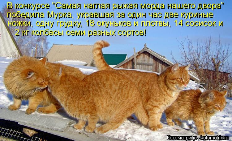 В конкурсе "Самая наглая рыжая морда нашего двора" победила Мурка, укравшая за один час две куриные 2... Котоматрица: В конкурсе "Самая наглая рыжая морда нашего двора" победила Мурка, укравшая за один час две куриные 2 кг колбасы семи разных сортов! ножки, од