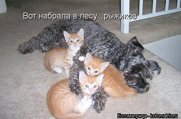 Вот набрала в лесу...рыжиков... Котоматрица: Вот набрала в лесу...рыжиков