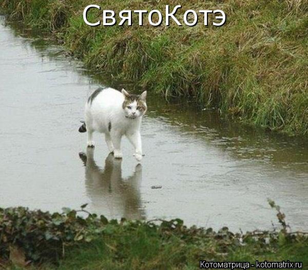 СвятоКотэ... Котоматрица: СвятоКотэ