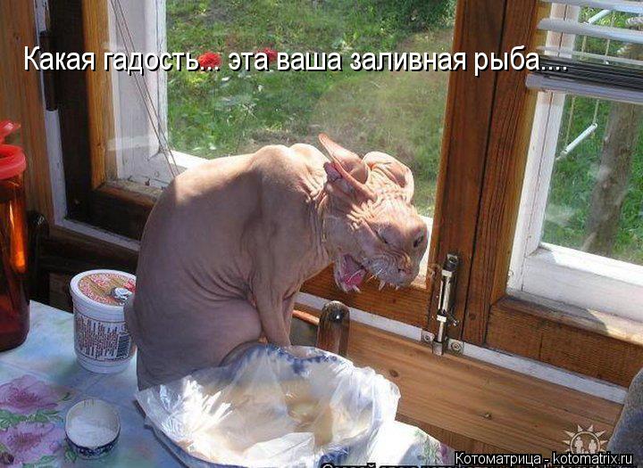 Какая гадость... эта ваша заливная рыба....... Котоматрица: Какая гадость... эта ваша заливная рыба....