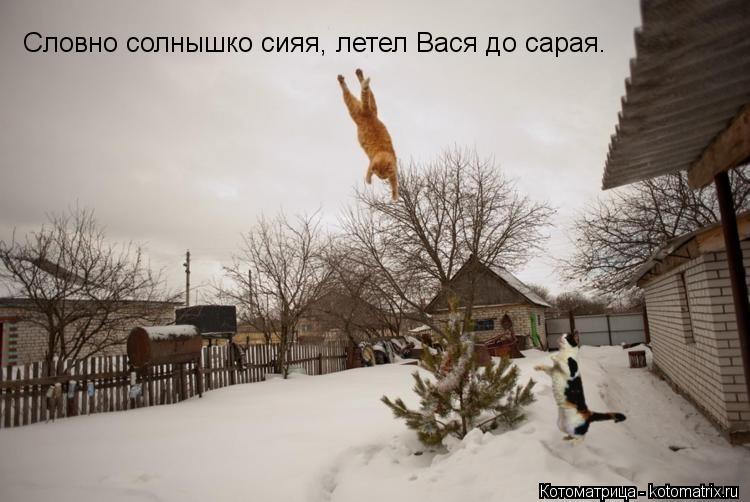Словно солнышко сияя, летел Вася до сарая.... Котоматрица: Словно солнышко сияя, летел Вася до сарая.