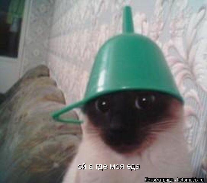 ой а где моя еда... Котоматрица: ой а где моя еда
