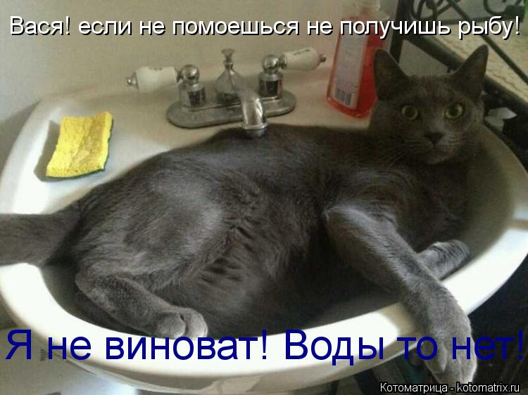 Вася! если не помоешься не получишь рыбу! Я не виноват! Воды то нет!... Котоматрица: Вася! если не помоешься не получишь рыбу! Я не виноват! Воды то нет!