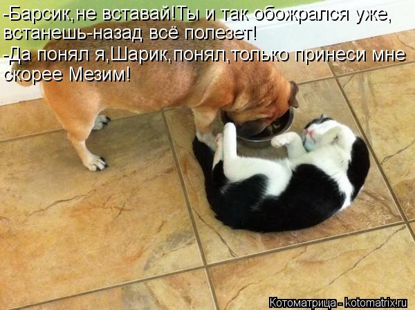 -Барсик,не вставай!Ты и так обожрался уже, встанешь-назад всё полезет! -Да понял я,Шарик,понял,только... Котоматрица: -Барсик,не вставай!Ты и так обожрался уже, встанешь-назад всё полезет! -Да понял я,Шарик,понял,только принеси мне скорее Мезим!
