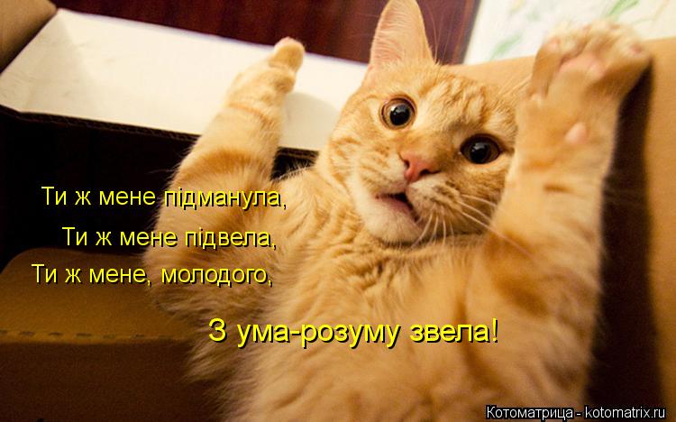 Ти ж мене підманула, Ти ж мене підвела, Ти ж мене, молодого, З ума-розуму звела!... Котоматрица: Ти ж мене підманула, Ти ж мене підвела, Ти ж мене, молодого, З ума-розуму звела!
