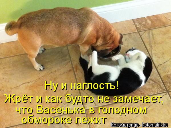 Ну и наглость! Жрёт и как будто не замечает, что Васенька в голодном обмороке лежит... Котоматрица: Ну и наглость! Жрёт и как будто не замечает, что Васенька в голодном обмороке лежит