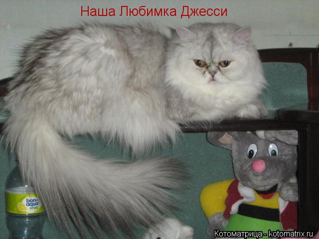 Наша Любимка Джесси... Котоматрица: Наша Любимка Джесси
