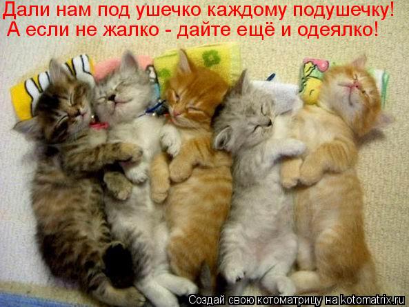 Дали нам под ушечко каждому подушечку! А если не жалко - дайте ещё и одеялко!... Котоматрица: Дали нам под ушечко каждому подушечку! А если не жалко - дайте ещё и одеялко!