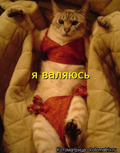 я валяюсь я валяюсь... Котоматрица: я валяюсь я валяюсь