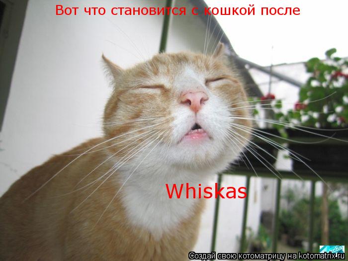 Вот что становится с кошкой после Whiskas... Котоматрица: Вот что становится с кошкой после Whiskas