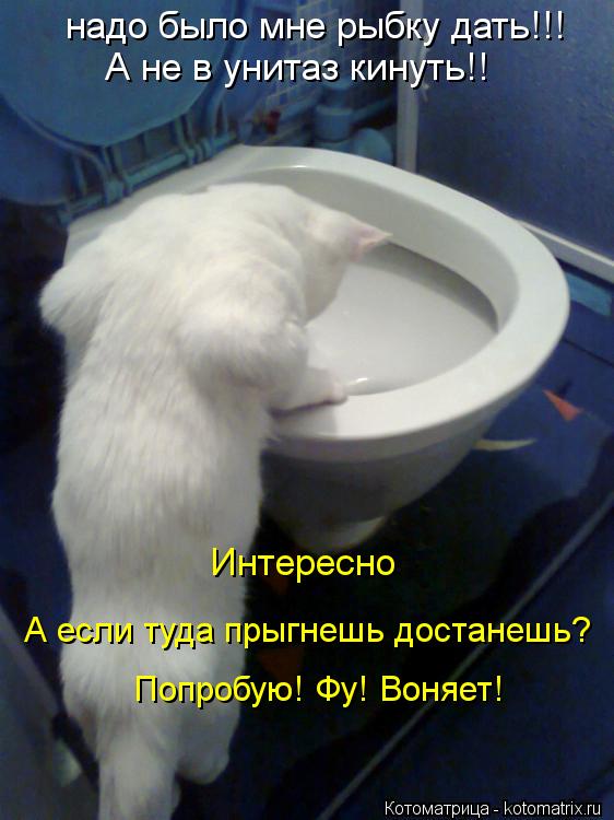 надо было мне рыбку дать!!! А не в унитаз кинуть!! Интересно А если туда прыгнешь достанешь? Попробую... Котоматрица: надо было мне рыбку дать!!! А не в унитаз кинуть!! Интересно А если туда прыгнешь достанешь? Попробую! Фу! Воняет!