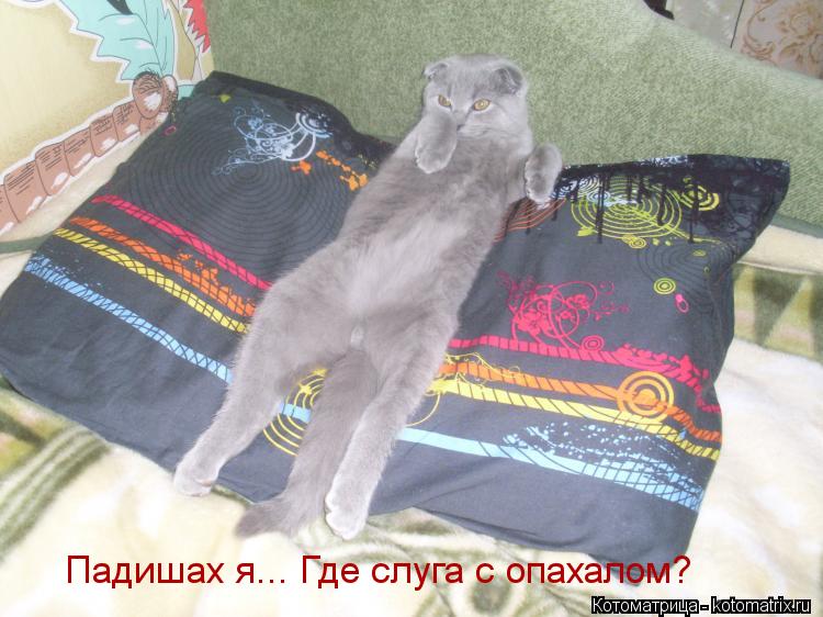 Падишах я... Где слуга с опахалом?... Котоматрица: Падишах я... Где слуга с опахалом?