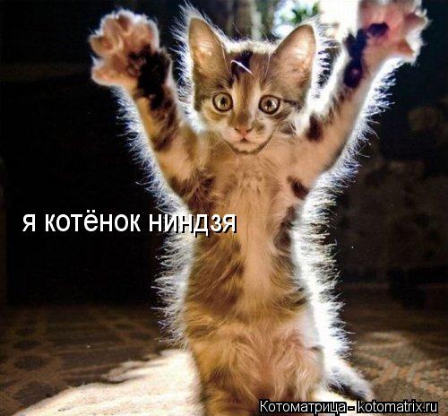я котёнок ниндзя... Котоматрица: я котёнок ниндзя
