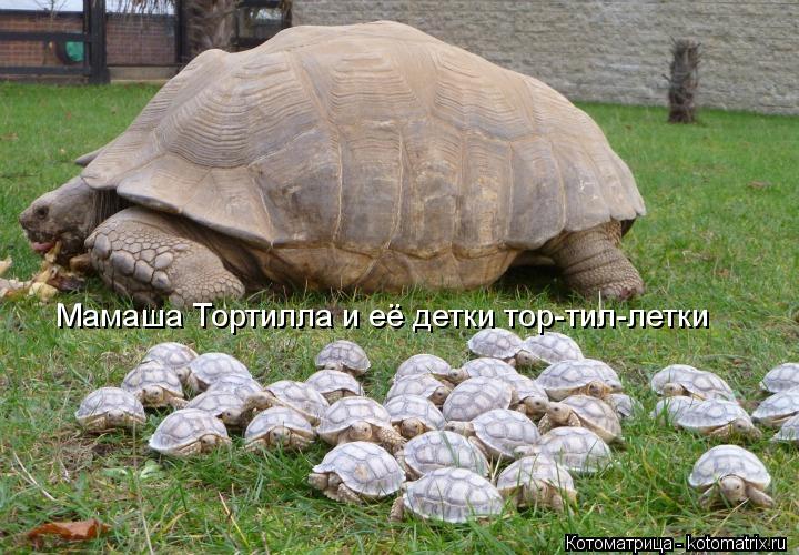 Мамаша Тортилла и её детки тор-тил-летки... Котоматрица: Мамаша Тортилла и её детки тор-тил-летки