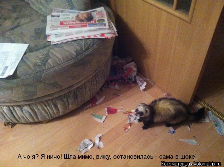 А чо я? Я ничо! Шла мимо, вижу, остановилась - сама в шоке!... Котоматрица: А чо я? Я ничо! Шла мимо, вижу, остановилась - сама в шоке!