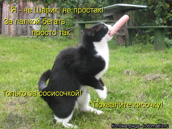 Я - не Шарик, не простак! За палкой бегать просто так... Только за сосисочкой! Похвалите кисочку!... Котоматрица: Я - не Шарик, не простак! За палкой бегать просто так... Только за сосисочкой! Похвалите кисочку!