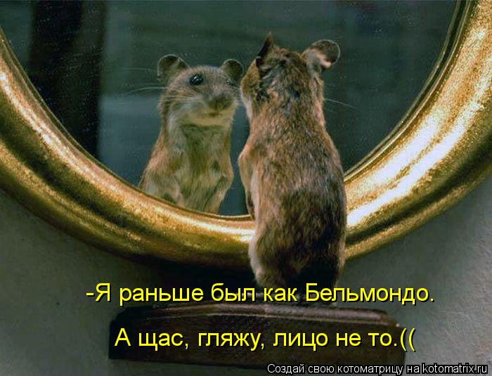 -Я раньше был как Бельмондо. А щас, гляжу, лицо не то.((... Котоматрица: -Я раньше был как Бельмондо. А щас, гляжу, лицо не то.((