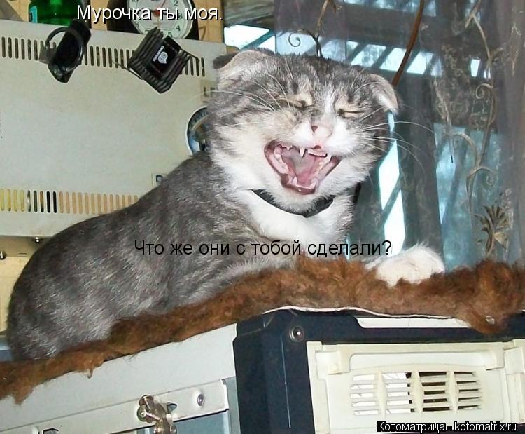 Мурочка ты моя. Что же они с тобой сделали?... Котоматрица: Мурочка ты моя. Что же они с тобой сделали?