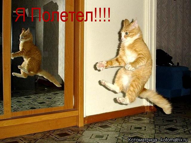 Я Полетел!!!!... Котоматрица: Я Полетел!!!!