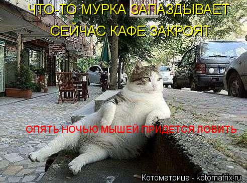 ЧТО-ТО МУРКА ЗАПАЗДЫВАЕТ СЕЙЧАС КАФЕ ЗАКРОЯТ ОПЯТЬ НОЧЬЮ МЫШЕЙ ПРИДЕТСЯ ЛОВИТЬ... Котоматрица: ЧТО-ТО МУРКА ЗАПАЗДЫВАЕТ СЕЙЧАС КАФЕ ЗАКРОЯТ ОПЯТЬ НОЧЬЮ МЫШЕЙ ПРИДЕТСЯ ЛОВИТЬ