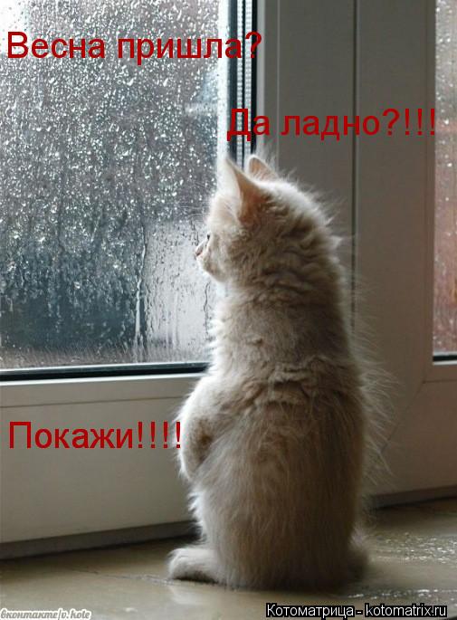 Весна пришла? Да ладно?!!! Покажи!!!! Покажи!!!!... Котоматрица: Весна пришла? Да ладно?!!! Покажи!!!! Покажи!!!!