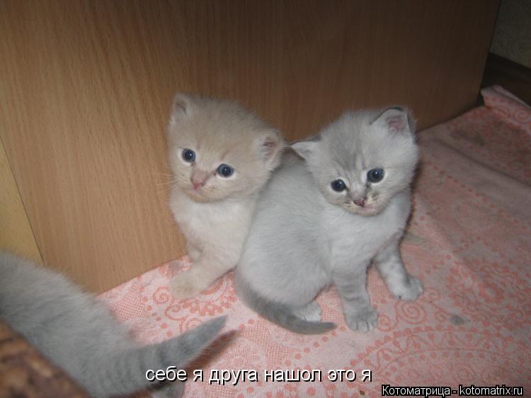 себе я друга нашол это я... Котоматрица: себе я друга нашол это я