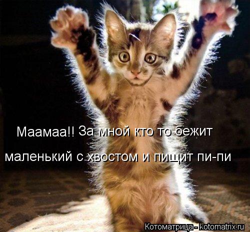 Маамаа!! За мной кто то бежит маленький с хвостом и пищит пи-пи... Котоматрица: Маамаа!! За мной кто то бежит маленький с хвостом и пищит пи-пи