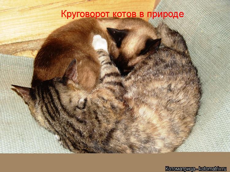 Круговорот котов в природе... Котоматрица: Круговорот котов в природе