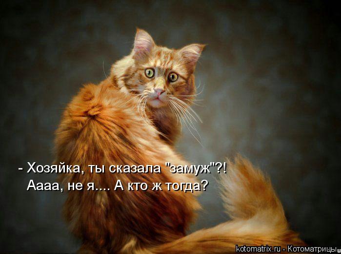 - Хозяйка, ты сказала "замуж"?! Аааа, не я.... А кто ж тогда?... Котоматрица: - Хозяйка, ты сказала "замуж"?! Аааа, не я.... А кто ж тогда?