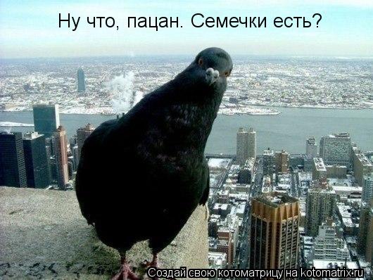 Ну что, пацан. Семечки есть?... Котоматрица: Ну что, пацан. Семечки есть?