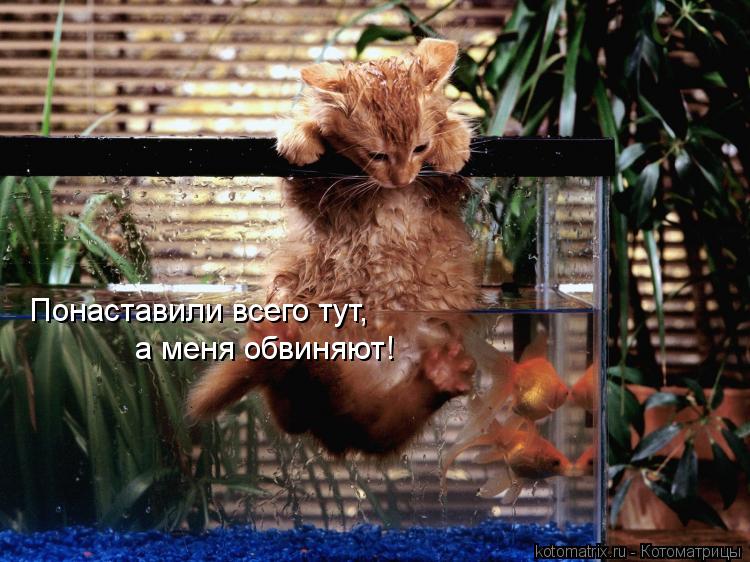 Котоматрица: Понаставили всего тут, а меня обвиняют!