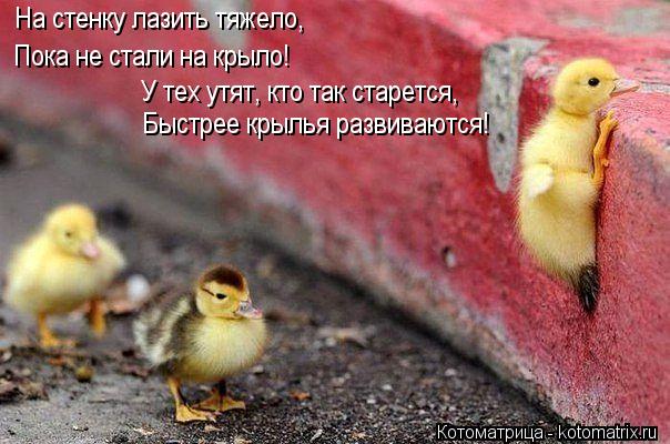 Пока не стали на крыло! Быстрее крылья развиваются! У тех утят, кто так старется, На стенку лазить тя... Котоматрица: Пока не стали на крыло! Быстрее крылья развиваются! У тех утят, кто так старется, На стенку лазить тяжело,