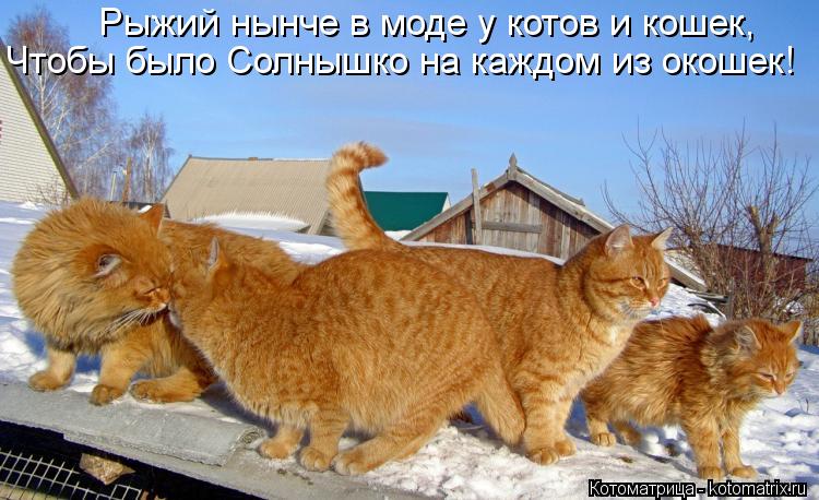 Рыжий нынче в моде у котов и кошек, Чтобы было Солнышко на каждом из окошек!... Котоматрица: Рыжий нынче в моде у котов и кошек, Чтобы было Солнышко на каждом из окошек!