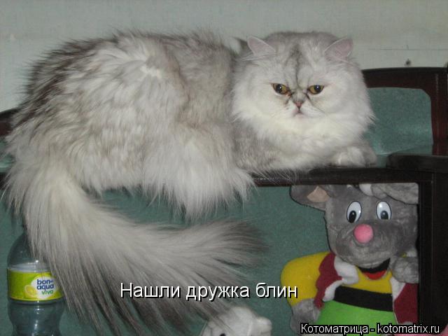 Нашли дружка блин... Котоматрица: Нашли дружка блин