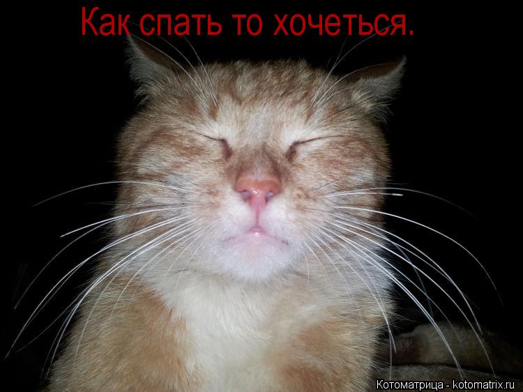 Как спать то хочеться.... Котоматрица: Как спать то хочеться.