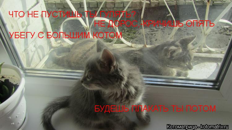 ЧТО НЕ ПУСТИШЬ ТЫ ГУЛЯТЬ? НЕ ДОРОС,-КРИЧИШЬ ОПЯТЬ УБЕГУ С БОЛЬШИМ КОТОМ БУДЕШЬ ПЛАКАТЬ ТЫ ПОТОМ... Котоматрица: ЧТО НЕ ПУСТИШЬ ТЫ ГУЛЯТЬ? НЕ ДОРОС,-КРИЧИШЬ ОПЯТЬ УБЕГУ С БОЛЬШИМ КОТОМ БУДЕШЬ ПЛАКАТЬ ТЫ ПОТОМ